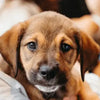 How to Improve Your Dog's Well-Being