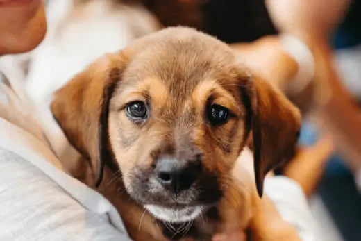 How to Improve Your Dog's Well-Being