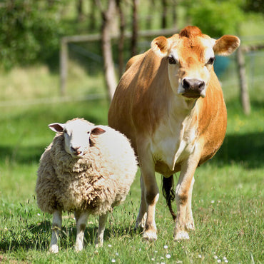 Farm Animals