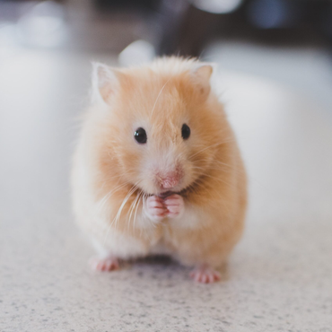 Small Animals