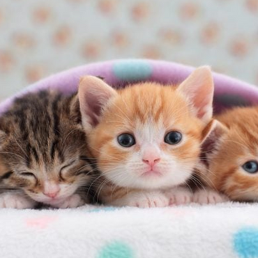 Cats