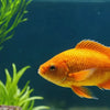 Fish & Aquatic Pets