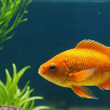 Fish & Aquatic Pets