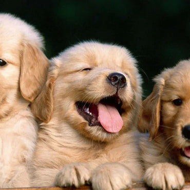 Dogs
