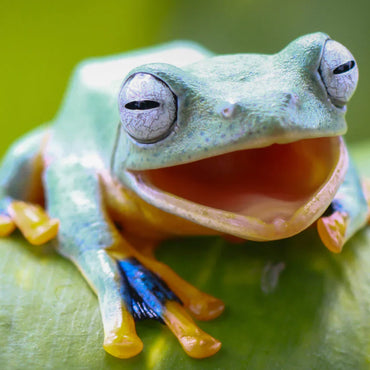 Reptiles & Amphibians