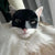 Bat cat costume and suitable for all cats 