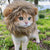 Cute lion cat funny costume