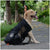 Breathable Pet Carrier Backpack for Hiking & Travel