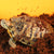 Natural Coconut Fiber Substrate - Reptile Bedding for Tortoises, Lizards & Terrariums
