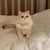 Heattech Lamb Wool Vest Vest Autumn and Winter Teddy Pet Clothes
