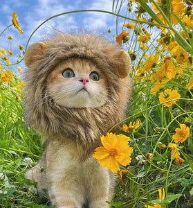 Lion cute cat costume for pet
