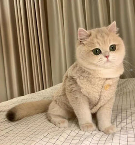 New Arrival Ins Dog Cat Clothes