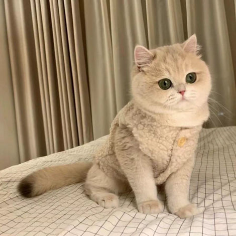 New Arrival Ins Dog Cat Clothes