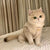 New Arrival Ins Dog Cat Clothes