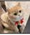 New Lamb Wool Vest for Dogs and Cats: Autumn and Winter Pet Apparel