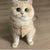 New Lamb Wool Vest for Dogs and Cats: Autumn and Winter Pet Apparel