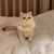 Thickened Winter Vest for Cats and Small Dogs