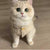 Thickened Winter Vest for Cats and Small Dogs