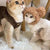 Thickened Winter Vest for Cats and Small Dogs