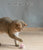 Smart Interactive Rolling Ball - Automatic Cat Toy for Indoor Play