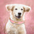 Customized Leather Dog Collar – Soft Padded with Engraved ID Nameplate for All Dog Sizes