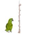 Hanging Cotton Rope Swing - Parrot Climbing Toy for Budgies
