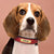 Customized Leather Dog Collar – Soft Padded with Engraved ID Nameplate for All Dog Sizes