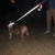 Reflective Dog & Cat Harness with Leash – Night Safety Towing Rope for Walking & Training