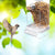 No-Mess Automatic Bird Feeder – Acrylic Seed & Drinker Container for Small to Medium Parakeets