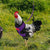 Fashion Chicken & Duck Vest Harness with Matching Collar & Lead