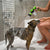 Pet Shower Nozzle & Foam Soap Sprayer