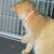 Rechargeable Motion-Activated Cat Laser Toy - Interactive Teaser for Cats & Dogs