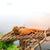 Bearded Dragon Hammock – Reptile Lounger for Lizards, Geckos, and Snakes