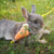 Cute Bunny & Guinea Pig Harness & Leash Set for Small Pets