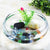 Transparent Plastic Fish Tank - Multi-Function Betta & Goldfish Aquarium for Home & Office Decor