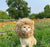 Cute Lion Mane Cat Wig Costume - Pet Costume for Cats and Small Dogs | Fancy Cosplay Accessory