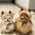 Christmas Pet Apparel - Elk Cloak & Hat for Dogs & Cats
