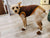 4pcs Waterproof Winter Dog Shoes - Warm Boots for Small & Medium Dogs, Chihuahua, Yorkshire