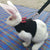 Small Animal Walking Harness and Leash Set for Rabbits, Puppies, and Small Pets