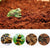 650g Tortoise Fiber Bedding - Natural Coconut Substrate for Reptiles & Terrariums