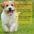 2ml Pet Flea & Tick Drops – Long-Lasting Insect Repellent for Dogs & Cats