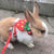 Cute Bunny & Guinea Pig Harness & Leash Set for Small Pets