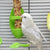 Bird Cuttlebone Holder – Cage Feeding Stand for Parrots, Budgies, & Cockatiels
