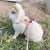 Newest Cute Rabbit Harness & Leash Set - Outdoor Walking Pet Supplies
