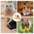 Wooden Hamster Nest with Stair Platform & Climbing Ladder