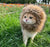 Cute Lion Mane Cat Wig Costume - Pet Costume for Cats and Small Dogs | Fancy Cosplay Accessory