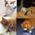 Plush Catnip Fish Toy - Non-Electric Interactive Tease Toy for Cats