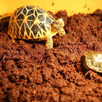 650g Tortoise Fiber Bedding - Natural Coconut Substrate for Reptiles & Terrariums