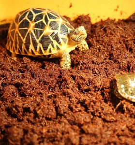 650g Tortoise Fiber Bedding - Natural Coconut Substrate for Reptiles & Terrariums