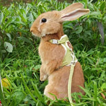Newest Cute Rabbit Harness & Leash Set - Outdoor Walking Pet Supplies